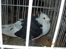 My pictures 061