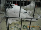 My pictures 094