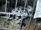 My pictures 098