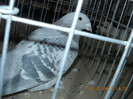 My pictures 106