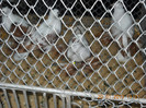 My pictures 064