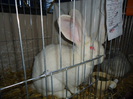 DSC03390