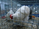 DSC03408