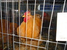 DSC03411