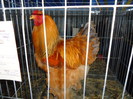 DSC03414
