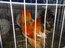 DSC03415