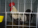 DSC03428