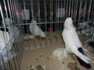 DSC03438