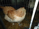 DSC03450