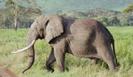 Elefant