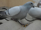 SAM_3867
