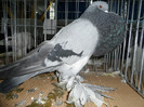SAM_0755