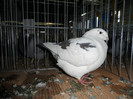SAM_0764