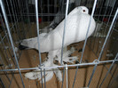 SAM_0775
