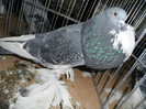 SAM_0776
