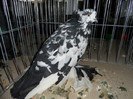SAM_0781