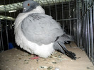 SAM_0785