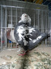 SAM_0796