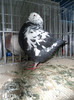 SAM_0797