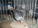 SAM_0800