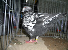 SAM_0801