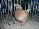 SAM_0806