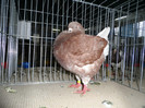 SAM_0812