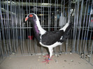 SAM_0837