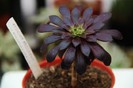 Aeonium arboreum v. atropurpureum
