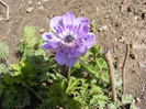 4.Anemone_1