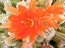 6.Cactusi_1