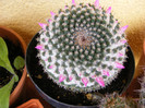 6.Cactusi_7