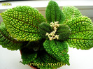 Pilea Mollis (21-01-2013)