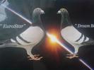 EUROSTAR SI DREAM BOY