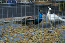 DSC00148