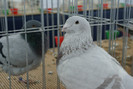 DSC00190