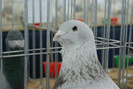 DSC00194