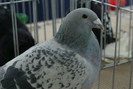 DSC00201