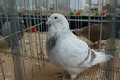 DSC00216