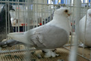 DSC00285