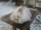 Angora 001