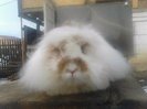 Angora 003