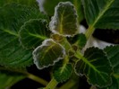 Gloxinia Lilac tenderness