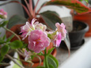 Pink & White Kalanchoe (2013, Jan.21)