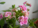 Pink & White kalanchoe (2013, Jan.21)