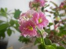 Pink & White kalanchoe (2013, Jan.21)