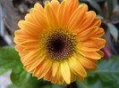 Orange Gerbera (2013, January 20)