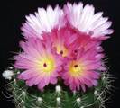 Notocactus purpureus  4