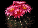 Notocactus_horstii_f._purpureus