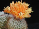 Parodia malayana